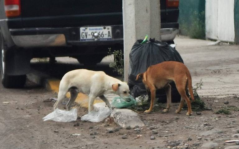 Hay Millones De Perros En Situaci N De Calle Inegi Omnia