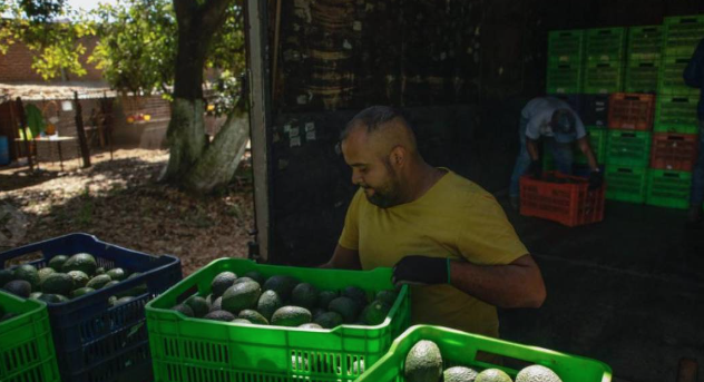 La Capital  Suspende EU Envios De Aguacate De Michoacan