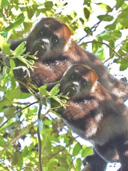 Mono aullador, una tierna especie que se extingue