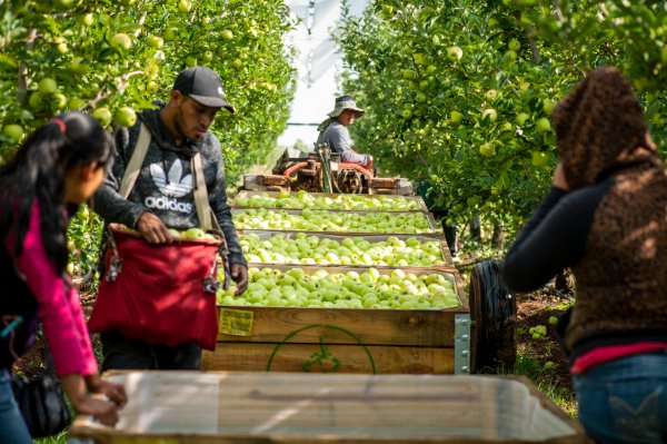 Necesario tecnificar para obtener mayores rendimientos en manzana: Unifrut