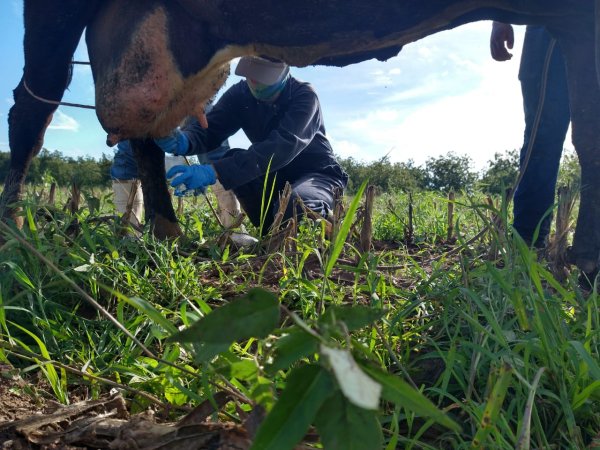 Beneficia a 126 mil productores agropecuarios aumento presupuestal para campañas sanitarias