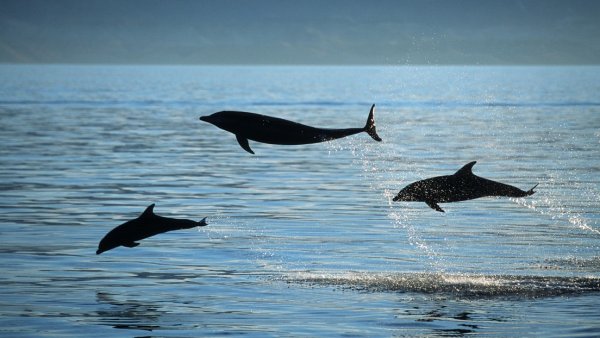 Hallan rastros de fentanilo en delfines del Golfo de México