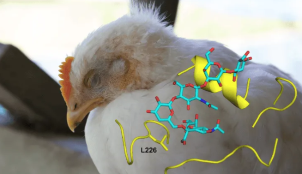 Encuentran una mutación que podría ayudar a transmitir el virus de la gripe aviar a humanos