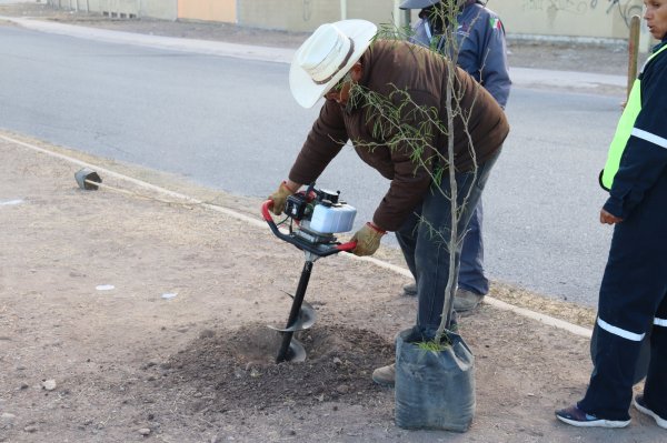 Plantan Municipio y alumnos del CECyT 20, 100 árboles en camellón de la avenida Central