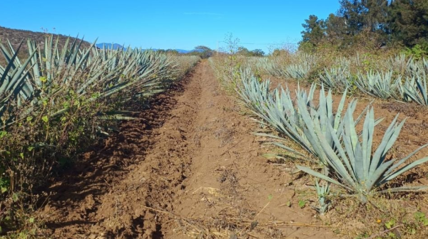 Investigador de Chapingo advierte futuro catastrófico en materia alimentaria por infertilidad de suelos