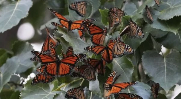 EU planea declarar a las mariposas monarca como especie amenazada