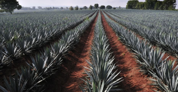 Aumentan las importaciones de tequila a Estados Unidos por amenaza de aranceles de Trump