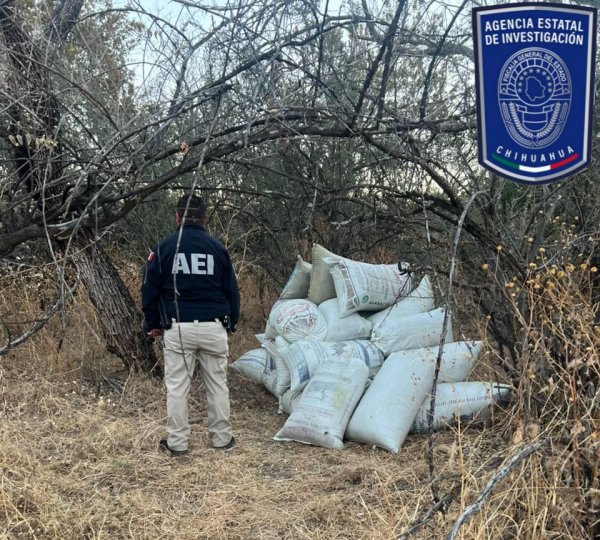 Asegura AEI casi 500 kilogramos de marihuana y destruye campamento en El Tule