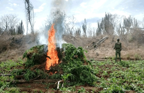 Ejército Mexicano destruye plantíos de mariguana Sinaloa, Chihuahua, Durango y Guerrero