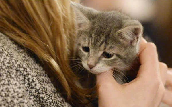 Emiten alerta en EU y Canadá por alimento para mascotas contaminado con gripe aviar