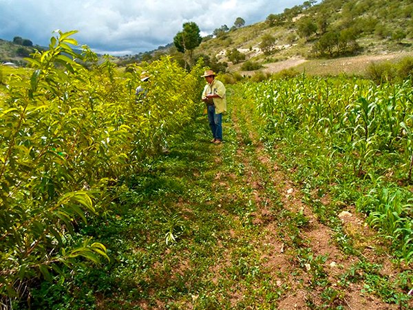 Pérdida de agrobiodiversidad en el campo mexicano