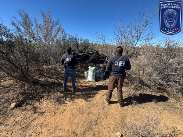 Destruye AEI campamento y asegura casi 50 kilogramos de marihuana en Allende