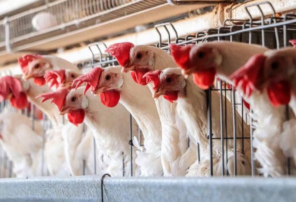 México se despide de la gripe aviar: Suspende emergencia sanitaria tras 8 semanas sin casos