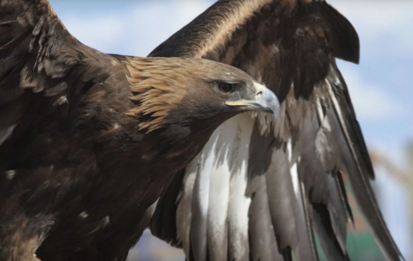 El águila real mexicana, símbolo de nuestra identidad