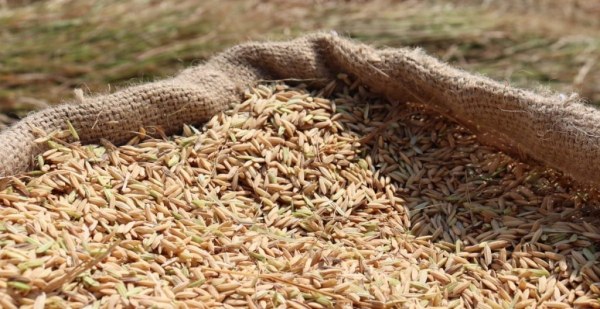 Rusia extiende hasta diciembre la prohibición a la exportación de arroz que impuso desde 2022 para “la estabilidad en el mercado interno”