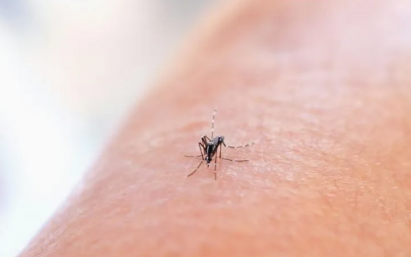 Dengue se disparó más de 400 por ciento en México en los últimos 5 años