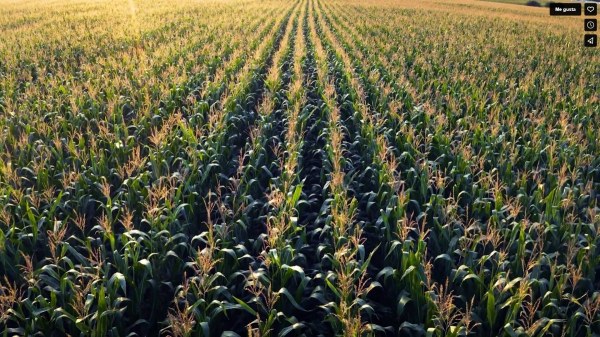 Disminuye de un 20 a 30 por ciento la superficie de cultivo de maíz: Sader