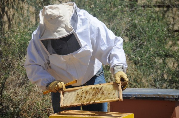 Se suma la UACH al rescate de abejas en las zonas urbanas