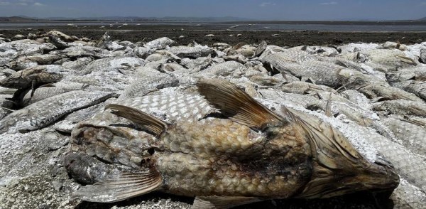 Cientos de miles de peces mueren por sequía en laguna de Chihuahua