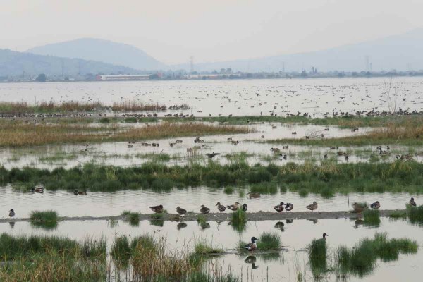 Lago de Texcoco, el área protegida emblema del sexenio de AMLO, entre bajo presupuesto y esfuerzos de conservación