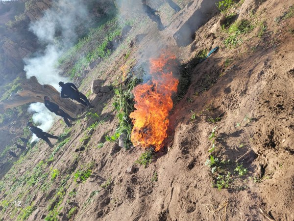Destruyen elementos de la SSPE plantíos de droga en ruta Chihuahua-Namiquipa