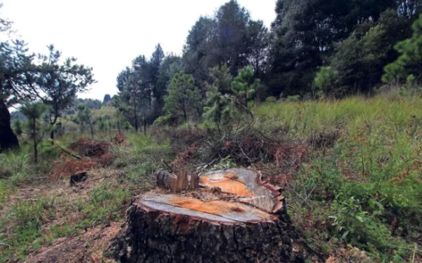 En peligro de extinción, más de un tercio de árboles del mundo