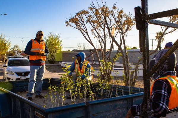 Disponibles en Meoqui 200 árboles de traspatio para reforestación