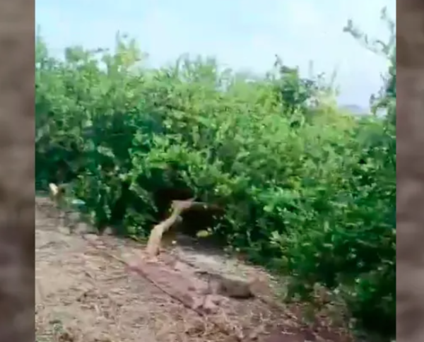 Cártel quema huerto de limón en Michoacán; productores huyen