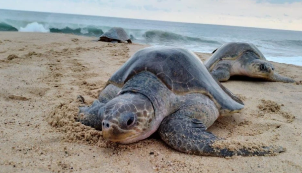 ¿Tacos de tortuga?: el traspié de la Secretaría de Turismo de Michoacán en redes sociales