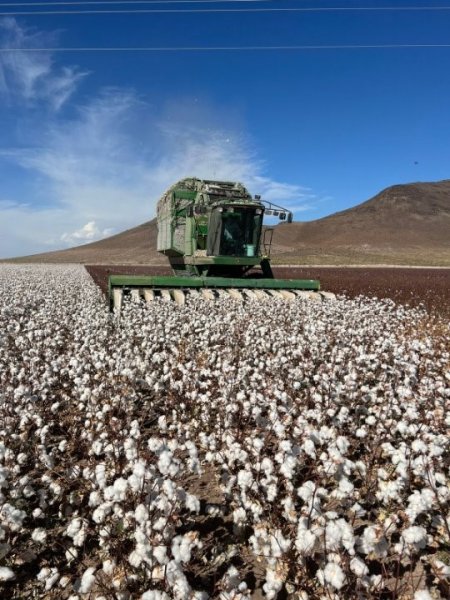 Genera trabajo para 10 mil personas cultivo de algodón