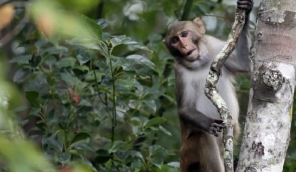 Seis monos siguen sueltos tras fuga masiva en complejo de Carolina del Sur