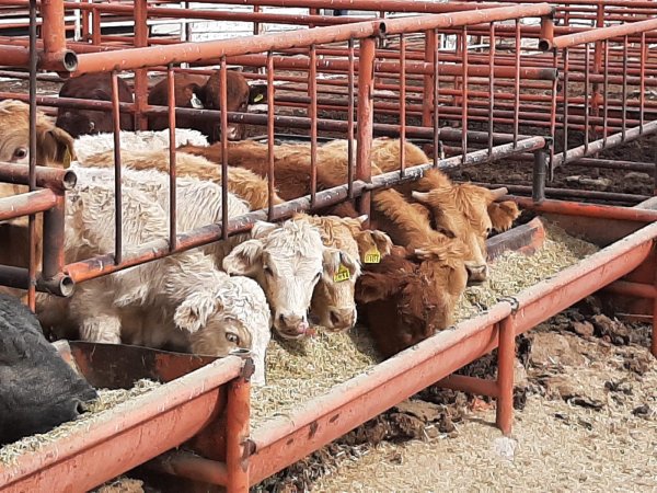 Por sequía pérdida de la mitad del hato ganadero y de cosechas: CCE Chihuahua