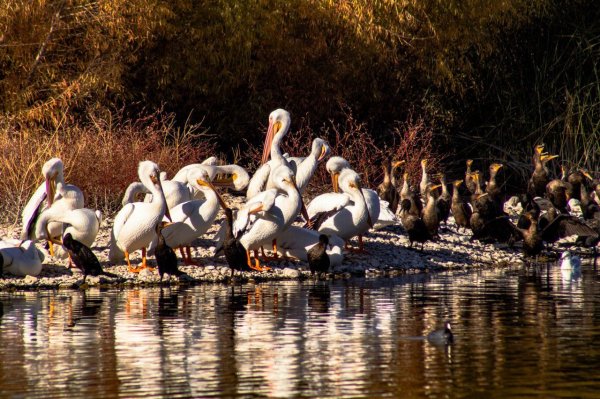 ”Llegaron a Meoqui los primeros Pelicanos de la temporada”: Miriam Soto