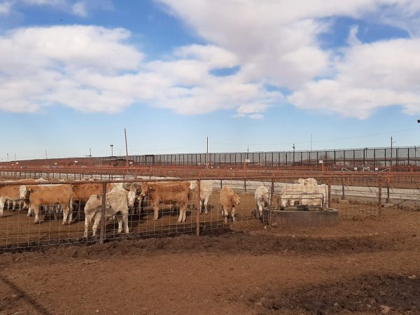 Se frenó la exportación en lo inmediato, de 110 cabezas de ganado de Chihuahua: CNOG