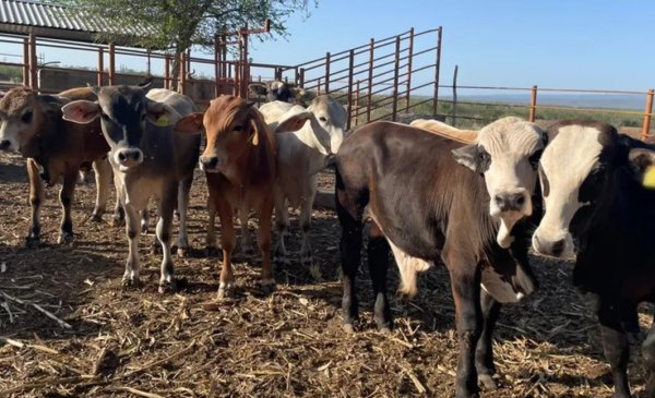 Falta de control al sur del país pone en jaque exportación de ganado en Chihuahua: De la Peña