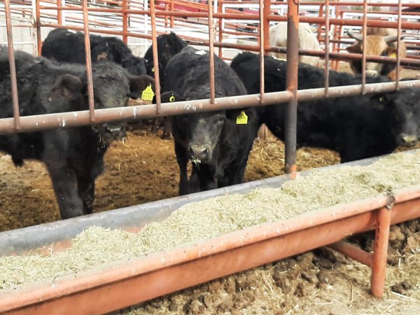 Por qué se esperó tanto si ya se sabía de la presencia del gusano barrenador en Centroamérica: Productores