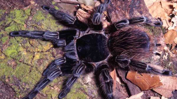 Brasil avanza en una prometedora cura contra el cáncer a partir del veneno de una araña