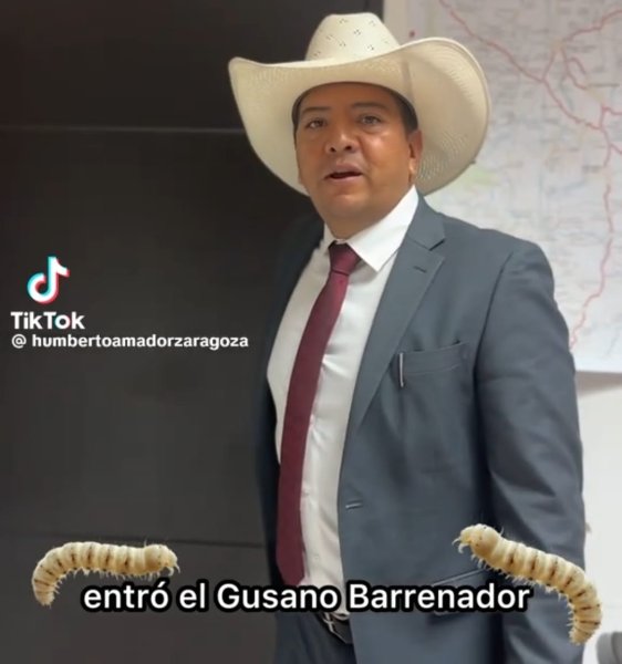 (Video) ¿Por qué entró el gusano barrenador del ganado a México?