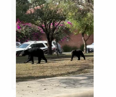 (Video) Visualizan familia de osos paseándose por calles de San Pedro Garza García