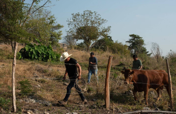 Será en tres semanas cuando se reabra la frontera de EU al ganado mexicano tras gusano barrenador: ganaderos