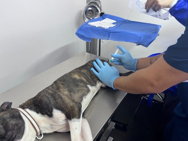 Conoce qué colonias visitará IMPAS para esterilizaciones de mascotas durante octubre