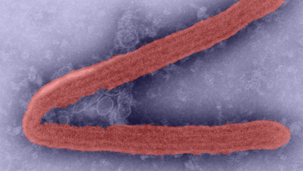 OMS advierte de una enfermedad incurable causada por un virus altamente infeccioso