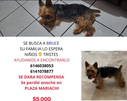 Buscan a Bruce, se perdió cerca de Plaza del Mariachi