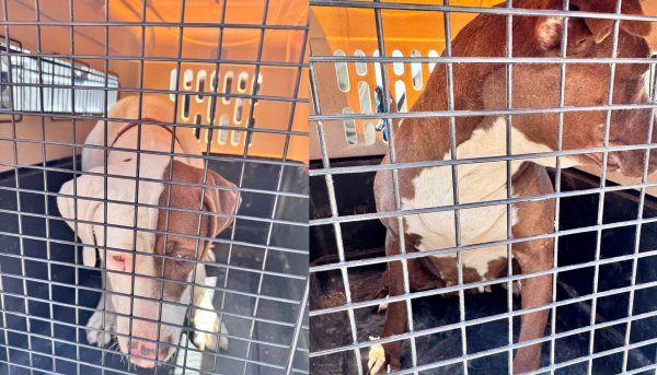 Atiende Gobierno Municipal denuncia de maltrato animal y rescata a 2 perritos en la colonia Arboledas