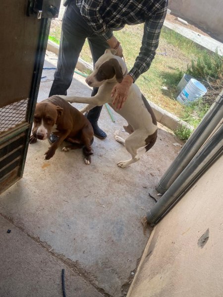 Investiga Fiscalía posible maltrato animal en domicilio de la colonia Arboledas