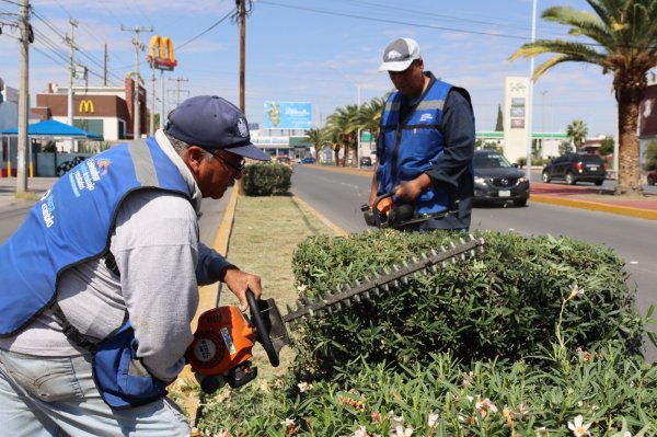 Finalizan Gobierno Municipal trabajos de poda en el boulevard Ortiz Mena