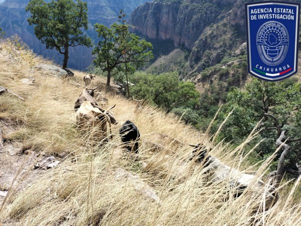 Recupera AEI siete cabezas de ganado robadas en Guachochi