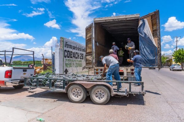 Llegan a Meoqui más de 10 mil arbolitos, seguirán reforestando