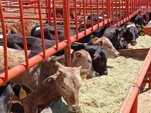 Por condiciones difíciles; pérdida del 50 por ciento del hato ganadero de la entidad, aumento de precios de alimentos e inflación: CCE Chihuahua