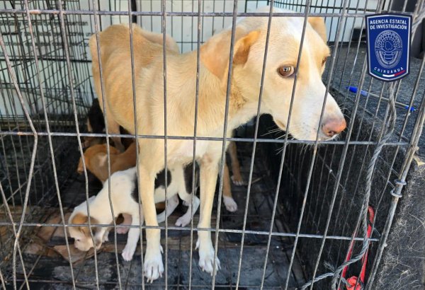 Durante tres cateos, asegura FGE animales de compañía en acciones contra el maltrato